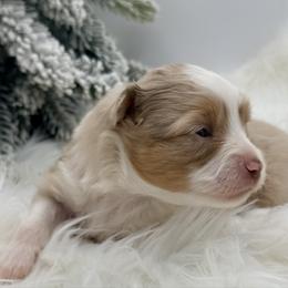 Spice - Red merle female Toy Australian Shepherd puppy in Blacksburg, South Carolina from Blue’s Family Aussies