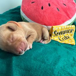 Orange collar female 4th pick - Yellow female Labrador Retriever puppy in Stafford Township, New Jersey from SommerLabs