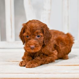 Aussiedoodle, Bernedoodle, Goldendoodle, and Irish Doodle Puppies from Sun Valley Goldendoodles