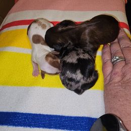 Junior - Dapple male Dachshund puppy in Strong, Arkansas from Dachshunds R Us