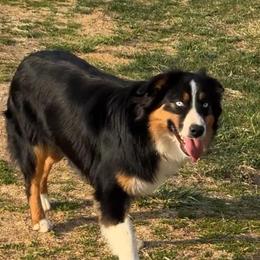 Skye - Australian Shepherd