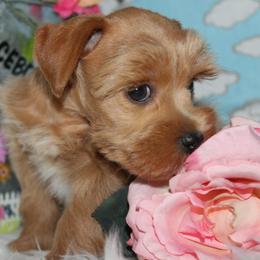 Boy 2 - male Miniature Schnauzer puppy in Gary, Texas from Beards Little Schnauzers