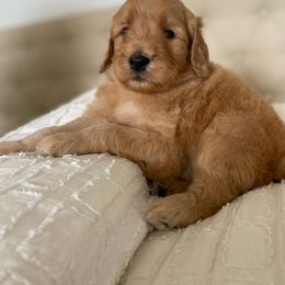Goldendoodle Puppies from Whidbey Goldendoodles