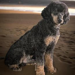 Theo - Poodle