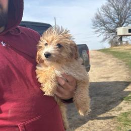 Copper - Apricot male Aussiedoodle puppy in Hopkins, Missouri from Mowry Creek Mini Aussiedoodles and More
