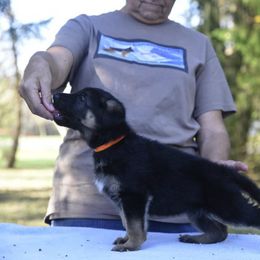 German Shepherd Puppies from Frankenhaus German Shepherds