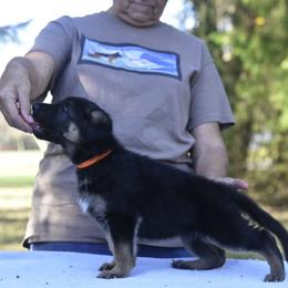 German Shepherd Puppies from Frankenhaus German Shepherds
