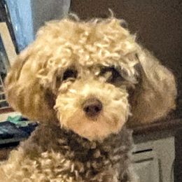 Gracie - Poodle