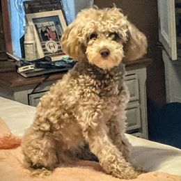 Gracie - Poodle