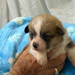 Boy 1 - Red male Pembroke Welsh Corgi puppy in Moulton, Alabama from Reed's Pembroke Corgi Welsh