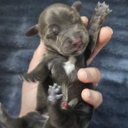 Princess Leia- AKC - Blue and tan female Dachshund puppy in Loganville, Georgia from Royal Dackel Haus