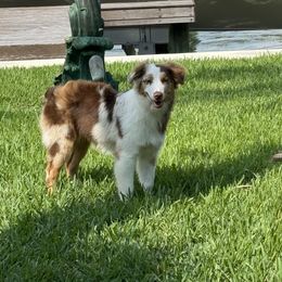 Australian Shepherd Puppies from JS Aussies