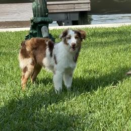 Australian Shepherd Puppies from JS Aussies