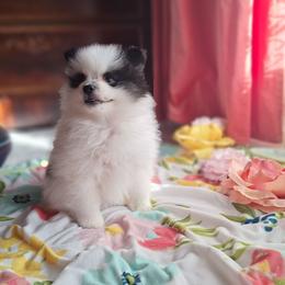 Lucas - White male Pomeranian puppy in Tampa, St Petersburg, Florida from Diana's Pomeranians
