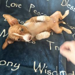 Rat Terrier Puppies from The Puppy Patch Rat Terriers