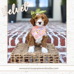 Velvet - Red  female Goldendoodle puppy in Bell Buckle, Tennessee from Precious Puptown Doodles