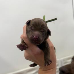 Scout - Green Collar - Chocolate male Labrador Retriever puppy in Elloree, South Carolina from Moonlight Kennels LLC