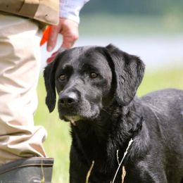 Labrador Retrievers from Cuileann Labradors Ireland
