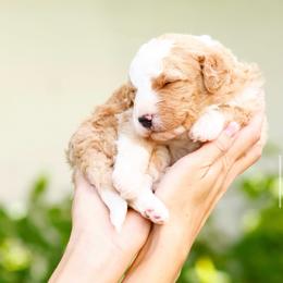 Goblin - Red male Bernedoodle puppy in Glendale, Arizona from Arizona Bernedoodles