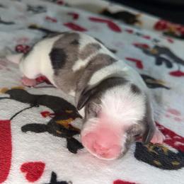 Tuffy - Dapple male Dachshund puppy in Pierson, Florida from Paige’s Mini Dachshunds