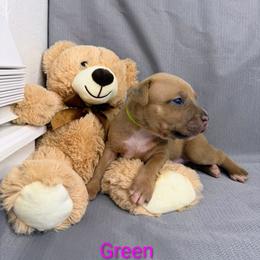 Green Collar Female - Blue fawn female American Pit Bull Terrier puppy in Pensacola, Florida from Alpha Alliance Kennels