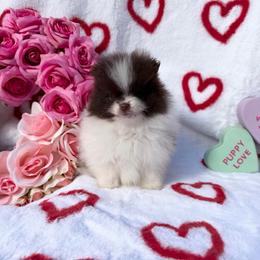 Oreo - Chocolate parti male Pomeranian puppy in Roseburg, Oregon from Dbos Furry Friends