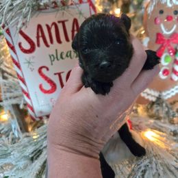 Cindy Lou - Black female Schnoodle puppy in Hickory, North Carolina from Selene's Schnauzers