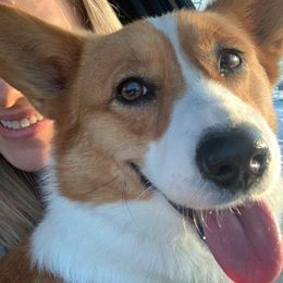 Pembroke Welsh Corgis from OVR Corgis
