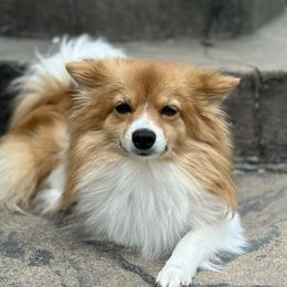 Teddy - Pomeranian