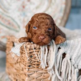 Ares - Red  male Goldendoodle puppy in Iola, Texas from Supreme Doodles of Texas