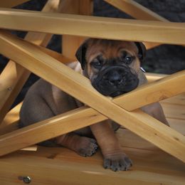 Bullmastiff Puppies from Folly's Bullmastiffs