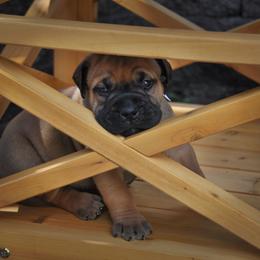 Bullmastiff Puppies from Folly's Bullmastiffs