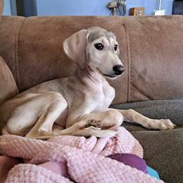 Saluki Puppies from Sahar Paz Salukis