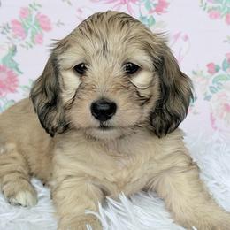 Bell yellow collar - Cream female Dachshund puppy in Richmond, Virginia from Irresistible Dachshunds & Cavaliers