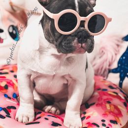 French Bulldog Puppies from PEERLESS French Bulldogs