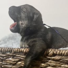 German Shepherds from Eiserner Krieger German Shepherds