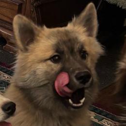 Koda - Pomsky