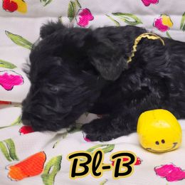Yellow Collar, Black Boy, BL-B - Black male Scottish Terrier puppy in Roslyn, South Dakota from Viceroy's Kennel LLC