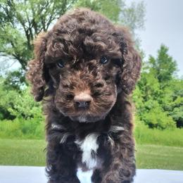 Hugo - Chocolate male Labradoodle puppy in Lowville, New York from Adirondack Labradoodles