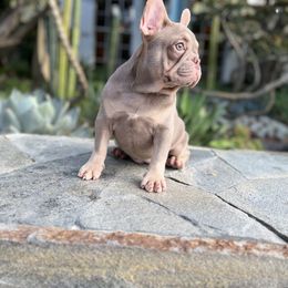 Girl 1 - Blue fawn French Bulldog puppy in Pasadena, California from Degama Frenchies