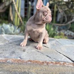 Girl 1 - Blue fawn French Bulldog puppy in Pasadena, California from Degama Frenchies