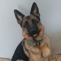 Fiona - German Shepherd