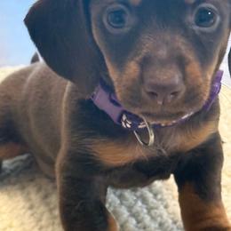 Betsy - Chocolate and tan female Dachshund puppy in Hardy, Arkansas from Tracy's Dachshunds