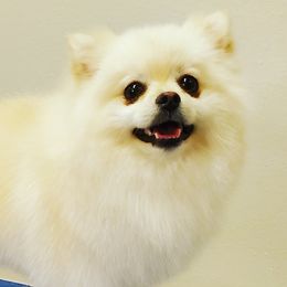 Hunter - Pomeranian