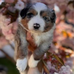 Cosmo - Blue merle male Miniature Australian Shepherd puppy in Massapequa, New York from All That Auss Mini Aussies