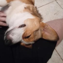 Bingo - Pembroke Welsh Corgi