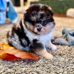 Betty - Blue merle female Pomeranian puppy in Willis, Texas from Treasured Jewels Pomeranians