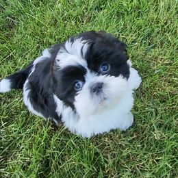 AKC Boy H - Black and white male Shih Tzu puppy in Troutville, Virginia from Mountain Pass Barn