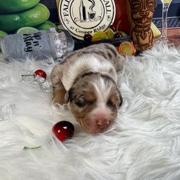 Sangria - Red merle female Australian Shepherd puppy in Fredericksburg, Virginia from Cooper Ridge Aussies