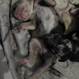 Bernedoodle, Goldendoodle, and Poodle Puppies from Poodle and Doodle Haven